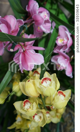 Beautiful blooming orchid flower in the garden Beautiful blooming orchid flower in the garden 38939643