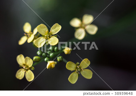 Yellow flowers Rounded with 4 petals 38939648