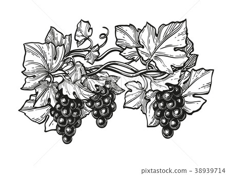 Ink sketch of grapes. Ink sketch of grapes. 38939714