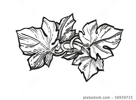 Ink sketch of grape leaves. Ink sketch of grape leaves. 38939715