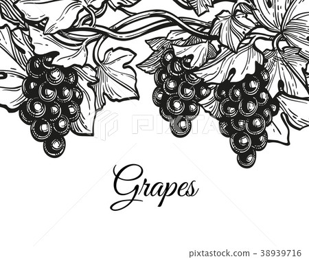 Ink sketch of grapes. Ink sketch of grapes. 38939716