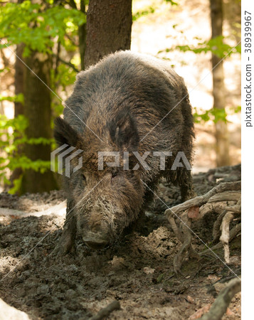 Euroasian wild pig - Sus scrofa - in mud bath 38939967