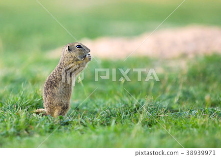 European ground squirrel eat sunflower seed 38939971