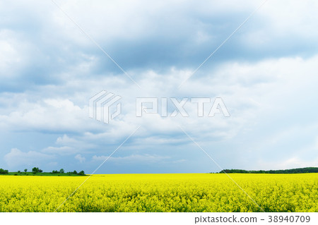 Green yellow rapeseed flowers fields Green yellow rapeseed flowers fields 38940709