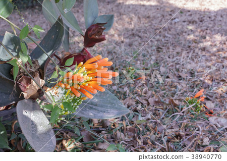 Orange trumpet in the garden. Orange trumpet in the garden. 38940770