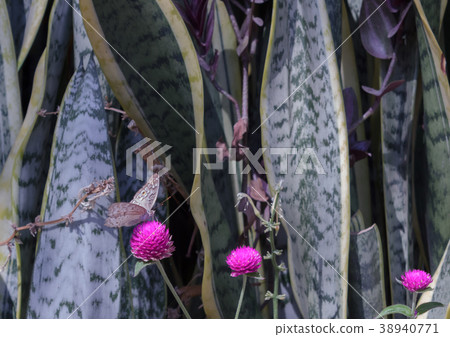 Butterfly perched on a flower. Butterfly perched on a flower. 38940771
