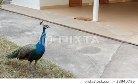Beautiful peacock in Thai temple Beautiful peacock in Thai temple 38940789