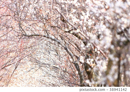 李子樹內襯Kounji 38941142