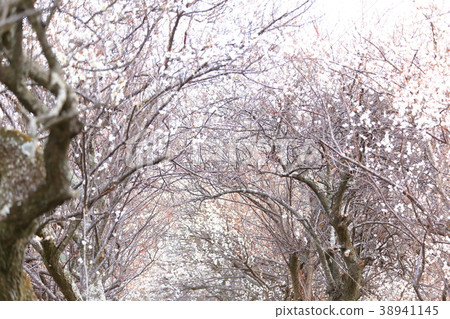 李子樹內襯Kounji 38941145