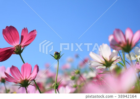 Taiwan, Taipei, Guandu, Chaumei, Huahai, Cosmos, Flower, Spring, Sky, Sunny Taiwan, Taipei, Guandu, Chaumei, Huahai, Cosmos, Flower, Spring, Sky, Sunny 38942164