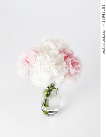carnation 38942181