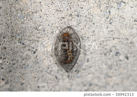 生物昆蟲Akasuji白手菩薩,準備在三月在山原孵化。蠶的黑線是我的頭髮被刪除... 生物昆蟲Akasuji白手菩薩,準備在三月在山原孵化。蠶的黑線是我的頭髮被刪除... 38942313