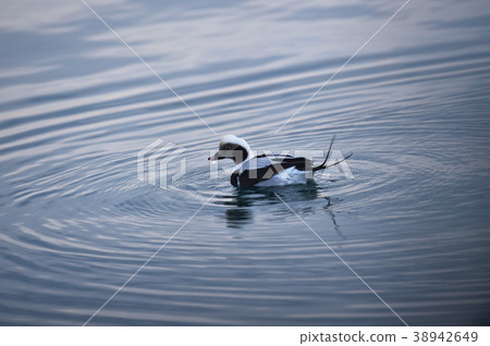Male's Koori duck (Hokkaido) Male's Koori duck (Hokkaido) 38942649