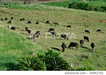 Ranch scenery of Ishigaki Island Ranch scenery of Ishigaki Island 38942792