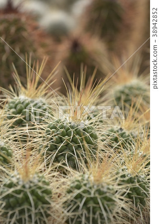 Cactus 38942852