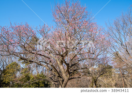National Musashi hill forest park red plum 38943411