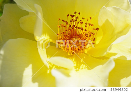 Refreshing rose with lemon yellow 38944802