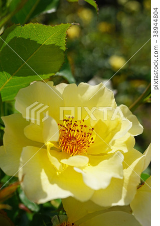 Refreshing rose with lemon yellow 38944804