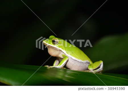 Tree frog 38945390