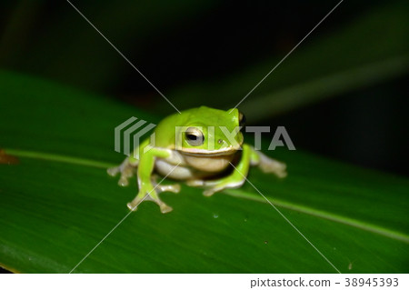 諸羅樹蛙 諸羅樹蛙 38945393