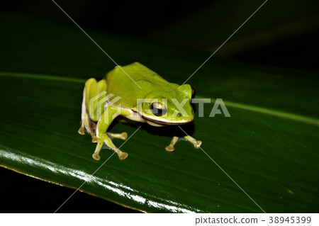 諸羅樹蛙 38945399