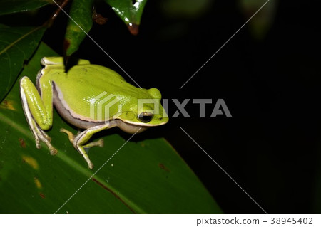 諸羅樹蛙 38945402