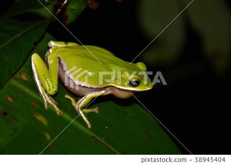 Tree frog 38945404