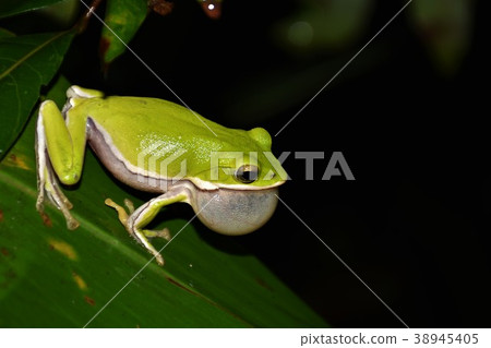 Tree frog 38945405