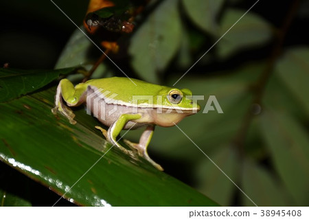 Tree frog Tree frog 38945408