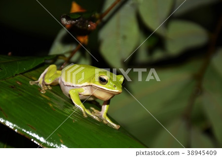 Tree frog 38945409