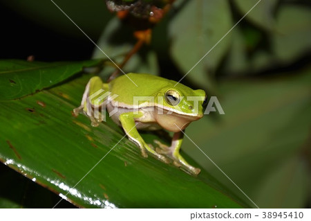 諸羅樹蛙 諸羅樹蛙 38945410