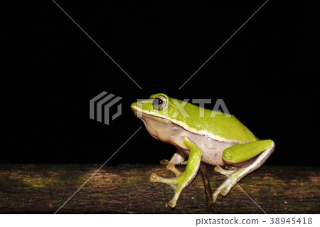 諸羅樹蛙 38945418