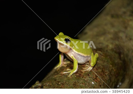 諸羅樹蛙 諸羅樹蛙 38945420