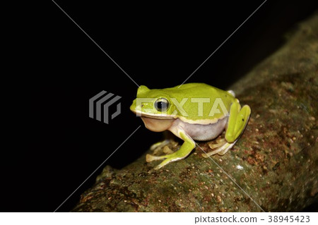 諸羅樹蛙 38945423