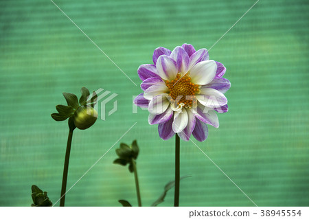 Bloom and the Bud Bloom and the Bud 38945554