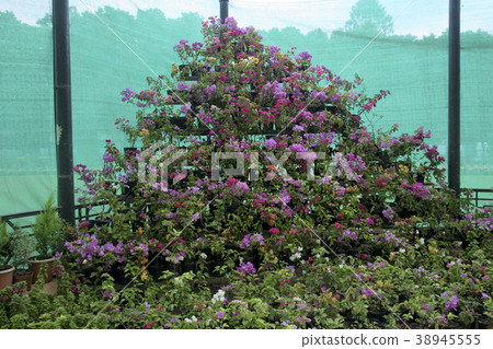 Bed of Bougainvillea 38945555