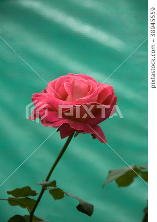 Red Rose, Green Leaves Red Rose, Green Leaves 38945559
