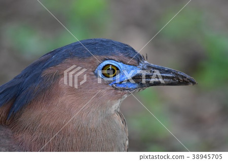 黑冠麻鷺 38945705