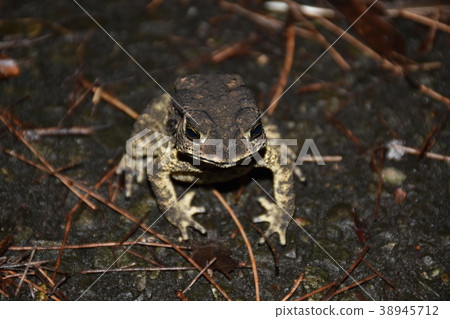 黑眶蟾蜍 38945712