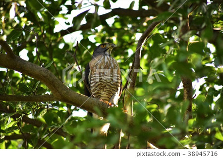 鳳頭蒼鷹 38945716