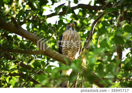 Crested goshawk 38945717