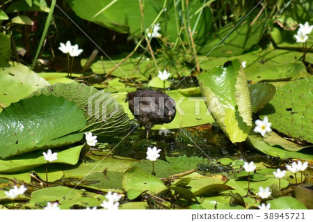 紅冠水雞幼鳥 38945721