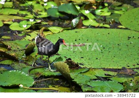 紅冠水雞 38945722