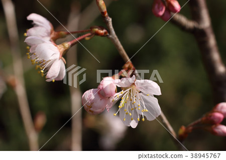 Cherries flowers 38945767