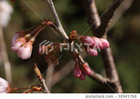 櫻桃花 38945768