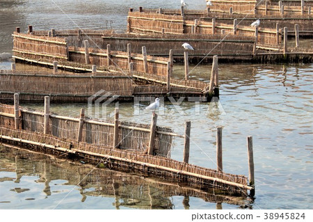 White fish fishing 38945824