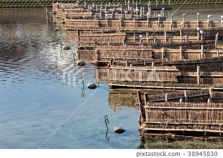 White fish fishing 38945830