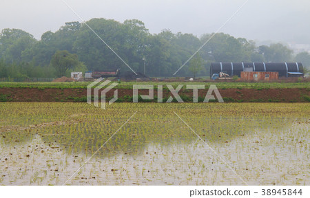 rice paddy field rice paddy field 38945844