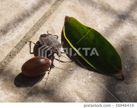 Bug 38946419