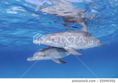 Pair of dolphins in the Bahamas 38946998